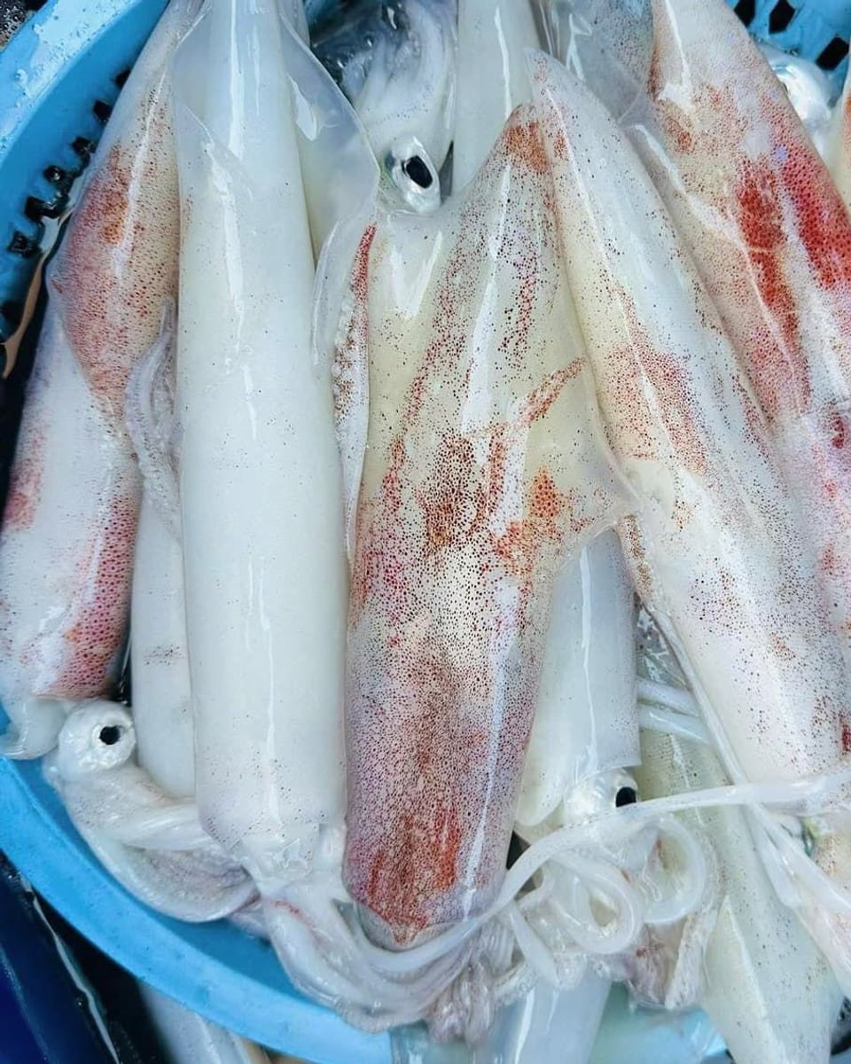 Rổ nhựa xanh đầy mực ống tươi